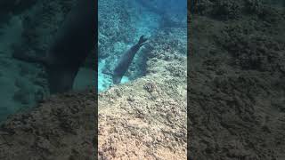 Monk Seal swimming around hawaii hawaiioutdoors oahu snorkeling monkseal [upl. by Ayotas]