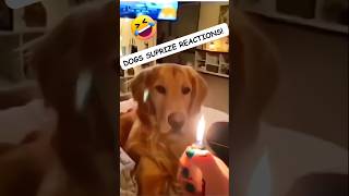 🐶 Dogs Being Dog Gone Hilarious Part 33 🐾😂 funny [upl. by Gennifer209]