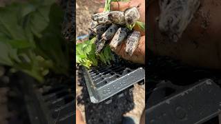 Get off plants from trays for planting satisfying shorts [upl. by Moishe383]