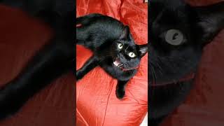 A black cat that meows meows meows and meoyawns [upl. by Kai]