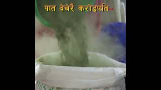 moringa farmig in nepal foodshort moringa [upl. by Ecneret]