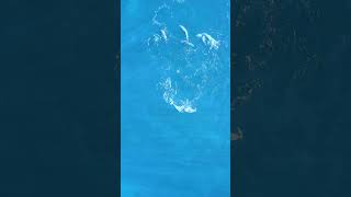 Mesmerizing Dolphin Pod Frolicking Off the NSW Coast Australia [upl. by Esma]