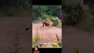 Lions lion danger animals dangerious wildlife dangerus africa shorttrending animals [upl. by Fogg]