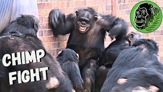 Baby Chimp In Danger As Big Female Chimp Fight Breaks Out [upl. by Tuesday]