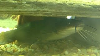 Native Fish Care Yellow Bullhead [upl. by Sitnerp]