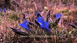 Gentiana kurroo grows on the trans Himalaya plateau of north Sikkim [upl. by Noiz]