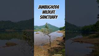 Jambugoda Wildlife Sanctuary gujarattourism wildlife shortsvideo [upl. by Pietra]