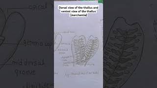 marchantia dorsal and ventral thallus [upl. by Verner948]