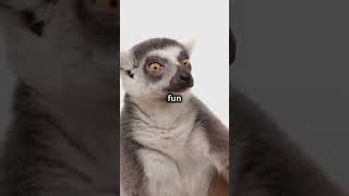 Lemurs Secret Lemurs AmazingFacts Animals Nature incredibleskills Curiosity shorts [upl. by Aldarcie]