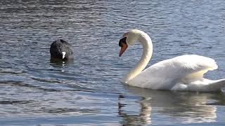 Coot Chases Swan Away [upl. by Philender]