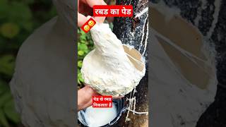 पेड से रबड कैसे निकता हैcocofunshortsvideo shortsvirslrabber [upl. by Ajay]