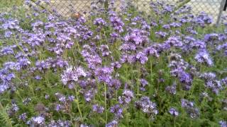 Phacelia Ein Bienenparadies [upl. by Imarej187]