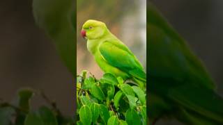 Rose ringed parakeet 🦜 Please like share and subscribe🙏🏻 [upl. by Leihcim751]