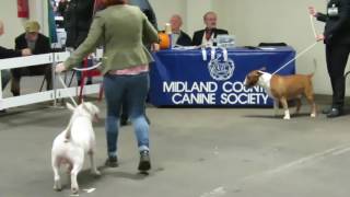 English Bull Terriers at Midland Counties ch show 2016 Judge Keith Goodwin Open Class [upl. by Ryon334]