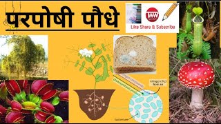 परपोषी पौधेHeterotrophic plantsपौधों में पोषण Nutrition In PlantsPart २ [upl. by Watanabe]