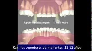 Video Erupcion dentaria [upl. by Romeo]