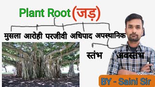 Plant Root and Their Types  Function Of Root  Modified Root  in Hindi [upl. by Eyr94]