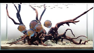 YOUR DISCUS TANK HARDSCAPE “Common Mistakes” [upl. by Gautea]