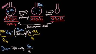 Respiration  Alveolar Ventilation Equation [upl. by Rockafellow]