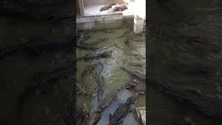 2024 Crocodile  Crocodile Eat Food In Zoo short  3 [upl. by Joel]