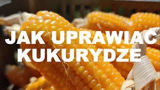 Jak uprawiać kukurydzę i jak nawozić kukurydzę Nawożenie kukurydzy Uprawa kukurydzy rolnictwo [upl. by Hyacinth752]