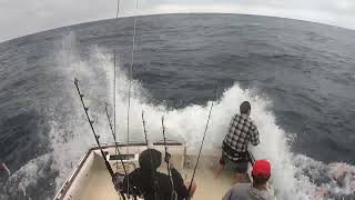 Blue Marlin Bermagui  Head Hunter Charters [upl. by Anivram608]