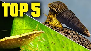 Top 5 Shrimp Snails amp Crabs for Your Aquarium [upl. by Alimrahs]