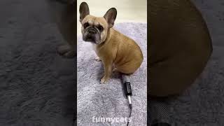 Funny Animal Videos 2022 funny dogs funny cats720P HD [upl. by Adnama805]