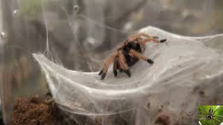 Greenbottle Blue Tarantula Sitting on Web [upl. by Joashus]