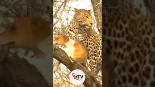 Leopard Catches Domestic Dog Unexpected Happened [upl. by Herbert]