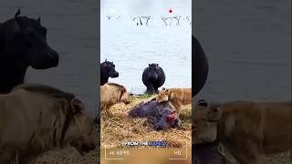 A Tragic Fate Of Baby Hippo 🦛 With Horrible Lions animals junglefacts crewfacts wildanimalfacts [upl. by Thor]