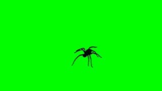 spider green screen [upl. by Kaazi]