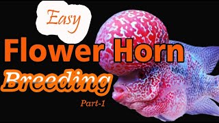 Beginners Guide for Flower horn breeding Part 1 [upl. by Ahtelra414]