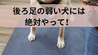 【犬の前足】怪我予防ケア＆マッサージ（後ろ足の弱い犬は特に！）Front Leg Injury Prevention amp Massage for Dogs with Weak Hind Legs [upl. by Htepsle]