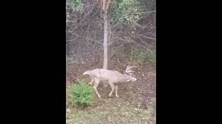 Buck deer wildlife [upl. by Huggins283]