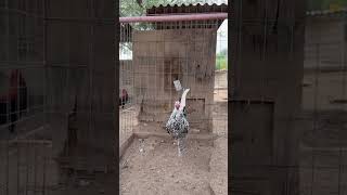 Hennie gamefowl rooster chicken birds gamefowl farm [upl. by Chud]