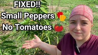 Our Tomatoes amp Peppers Were DYING  Then We Did THIS [upl. by Mazonson683]