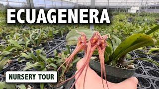 Ecuagenera Nursery Tour  Is this the Best Nursery for Bulbophyllum Orchids in the US [upl. by Millman596]