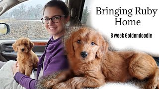 Bringing Home Our Goldendoodle Puppy  8 week old Goldendoodle [upl. by Drake]