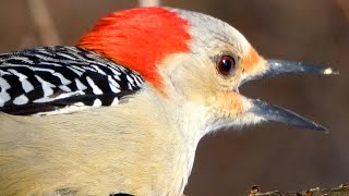 Red bellied woodpecker call  song  sounds  Bird [upl. by Thynne576]