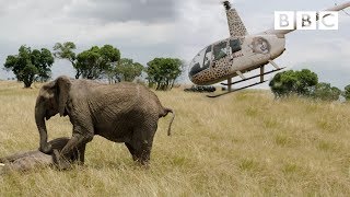 Elephants rescued by helicopter 🐘🚁  Equator from the Air  BBC [upl. by Lechar957]