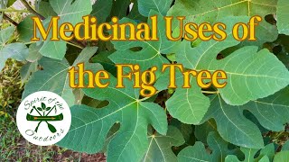 Medicinal Uses of the Fig Tree [upl. by Aynatal]