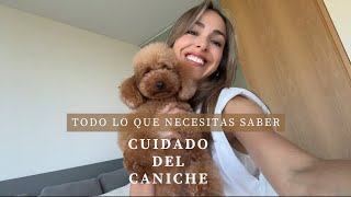 Cuidados del Caniche Toy  Mi experiencia [upl. by Anael]