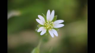 MOUSEEAR CHICKWEED [upl. by Eetnwahs]