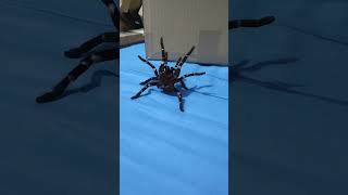 H gigas attacks stridulation ❤️❤️ tarantula animals saberanimal hysterocratesgigas spider [upl. by Sirtimid]