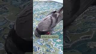 allah allahuakbar 🥰🥰makka madina islam kuran quran trending shortvideo youtubeshorts viral [upl. by Sabra451]