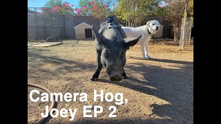 Joey The Hog Wearing a GoPro Episode 2 [upl. by Winikka]