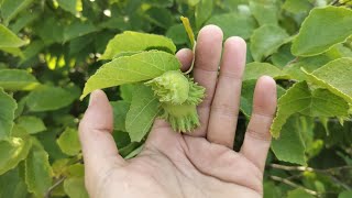 Hazelnut Harvest Is Going To Be EPIC [upl. by Ahtebbat180]