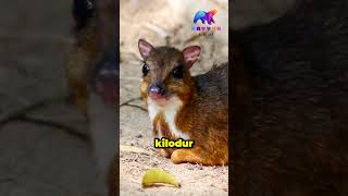 Fare Geyik Chevrotain animals [upl. by Dennie317]