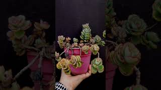 succulent yg tahan lasak Rosettes yg cantik Kalanchoe Laxiflora youtubeshorts plants ytshorts [upl. by Kelila]